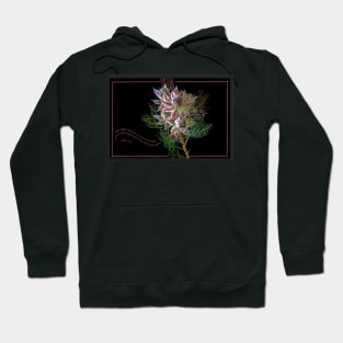 The light Shines Hoodie